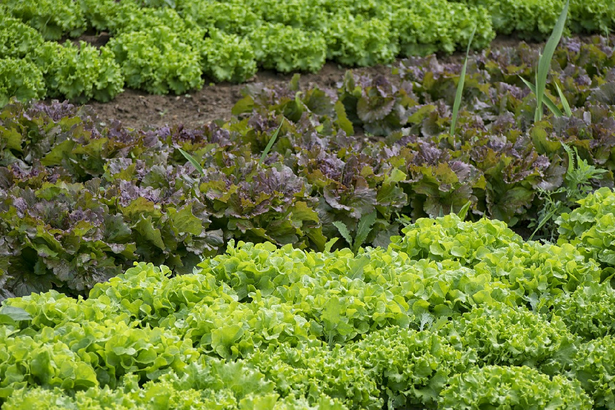 3 mosse per difendere l'orto del contadino: il basilico vicino ai pomodori