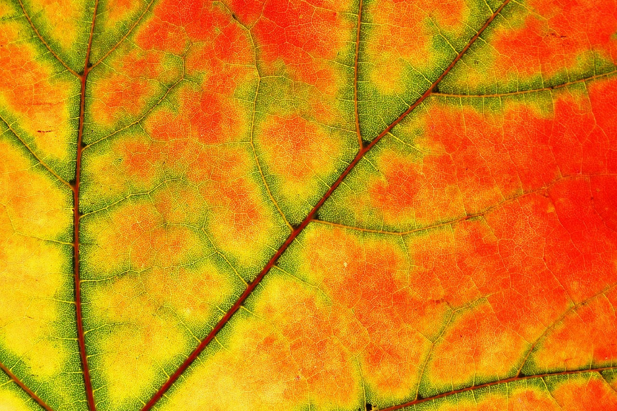 Acero riccio, albero imponente dei boschi umidi: forme particolari e fascino naturale