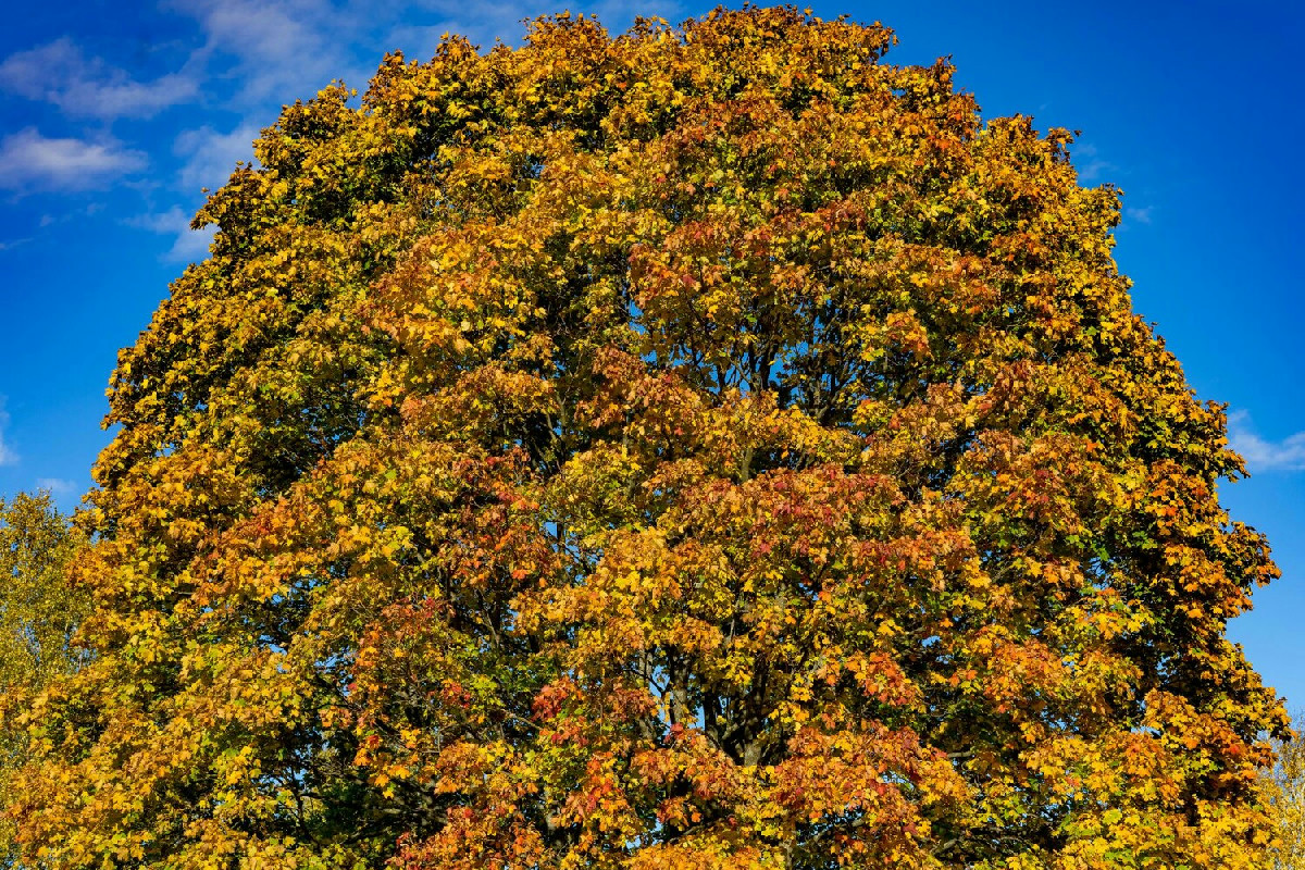 Acero riccio, albero imponente dei boschi umidi: forme particolari e fascino naturale