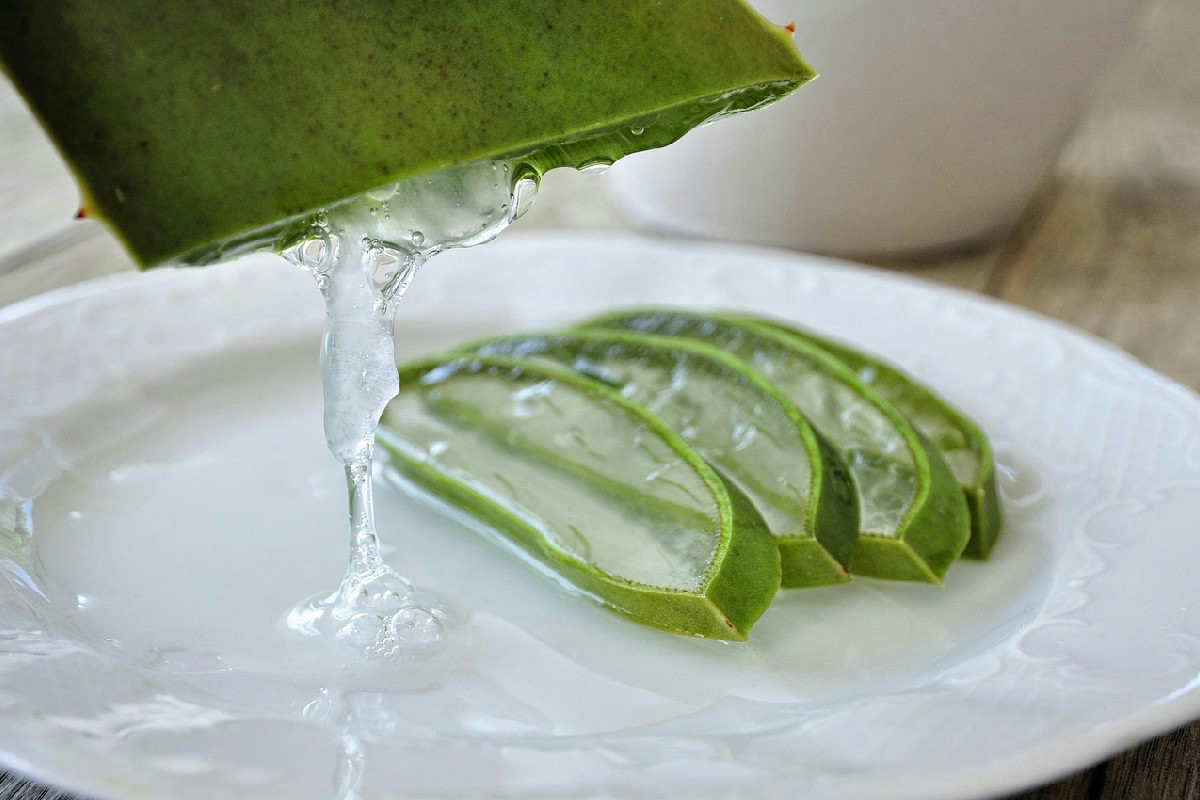 Aloe vera con base marcia? Il gesto che la mette in pericolo e come salvare la tua pianta subito