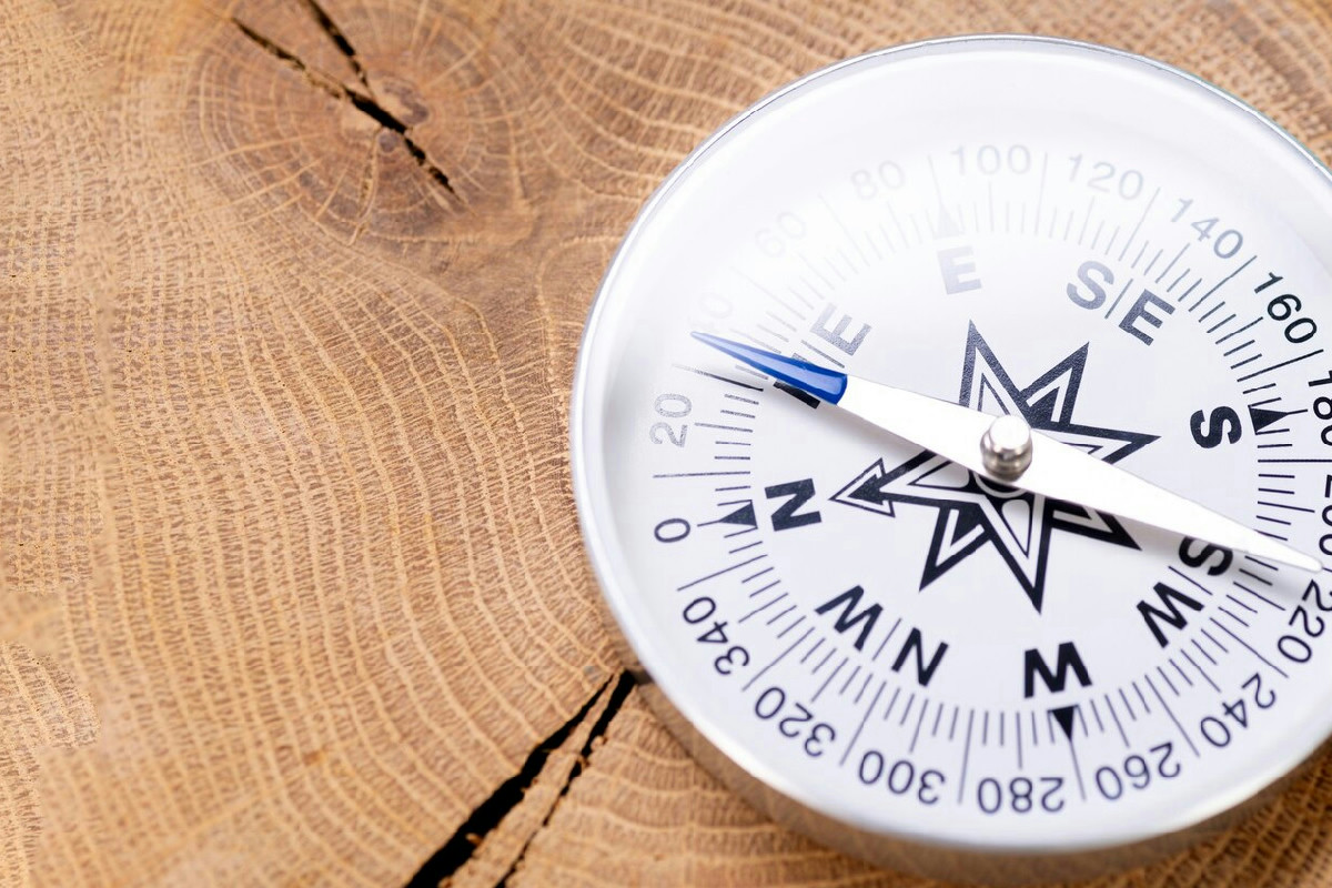 Basilico in vaso che ingiallisce: come la mancanza di sole compromette aroma e crescita sana