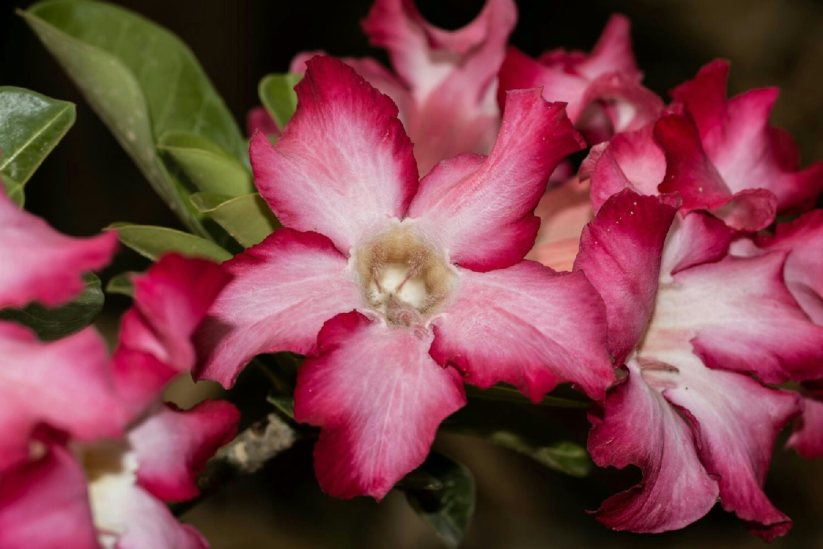 Bignonia rampicante: guida pratica per coltivarla e trasformare il tuo spazio con fioriture vivaci