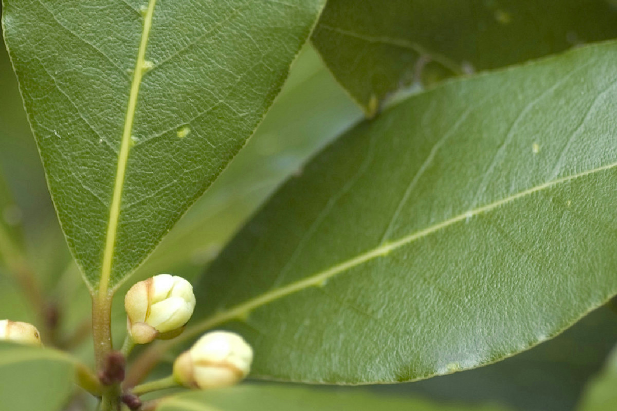 Bruciare foglie di alloro in casa crea un’atmosfera intensa e benefica da non sottovalutare