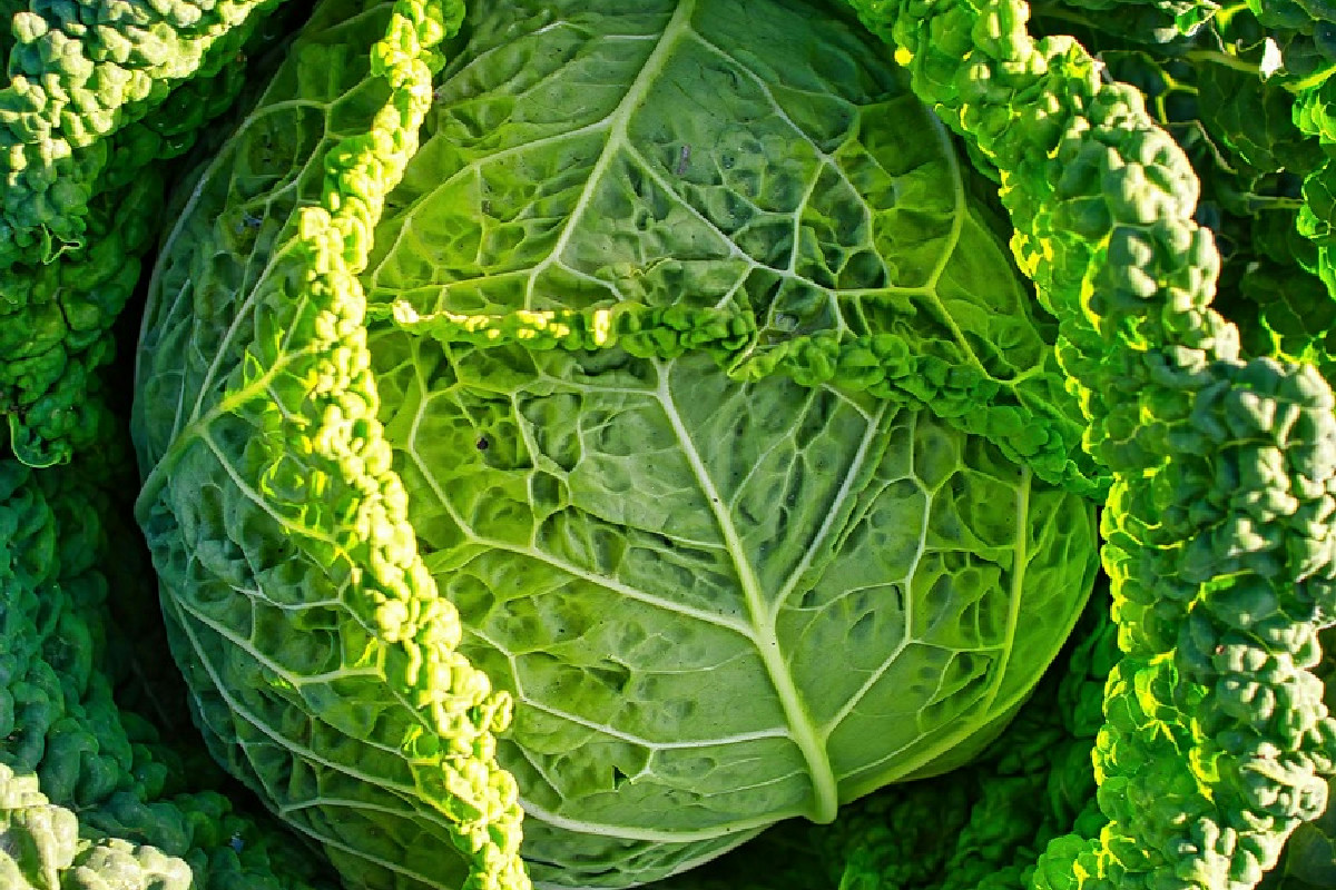 Il cavolo cappuccio: benefici essenziali e idee gustose per valorizzarlo nei menu invernali