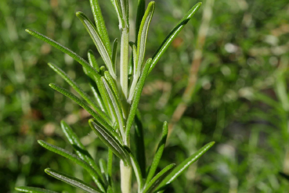 Coltivazione del rosmarino da un rametto per ottenere una pianta rigogliosa in casa facilmente