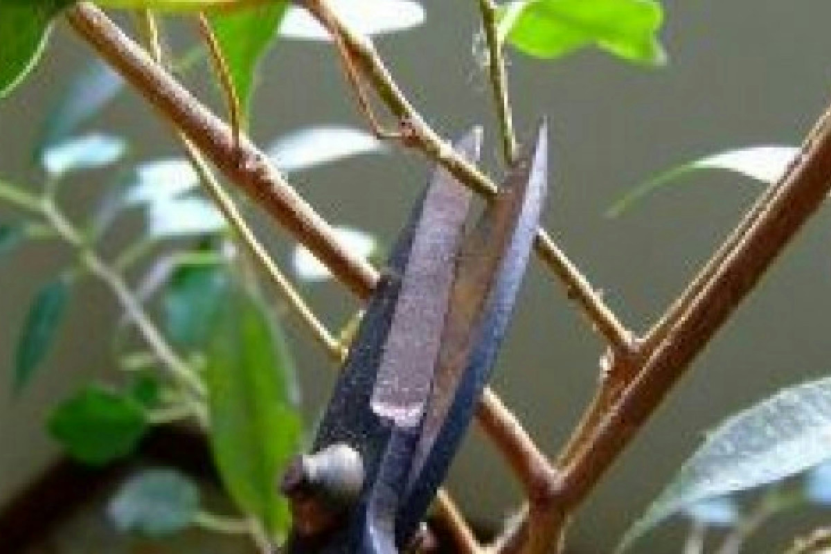 Come mantenere la stella di Natale brillante e rigogliosa in soggiorno anno dopo anno