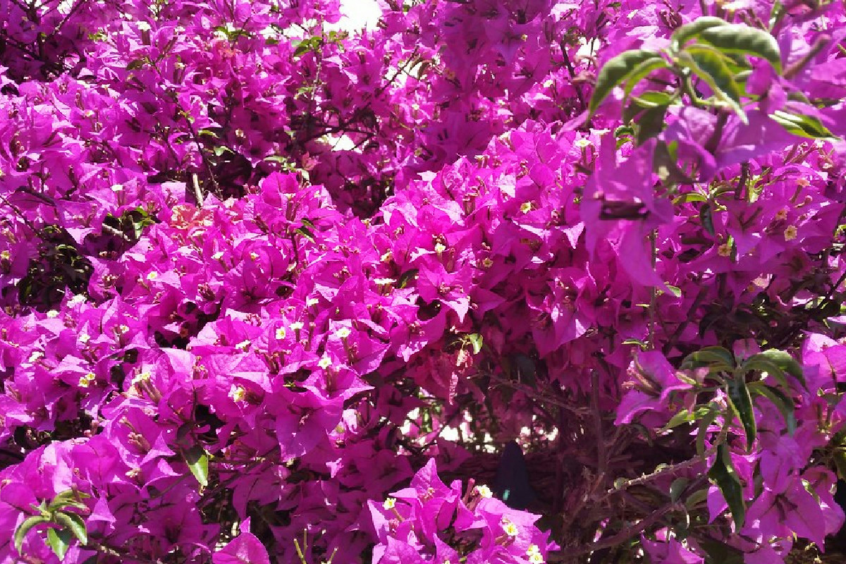 Ecco il gesto che trasforma la fioritura: fiori spettacolari e colori vivaci che durano mesi