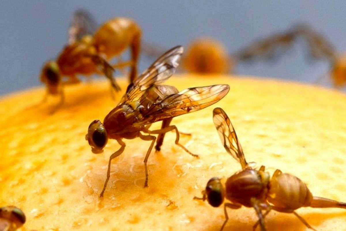 Elimina i moscerini nel cestino della frutta con questo metodo efficace e semplice in pochi passi