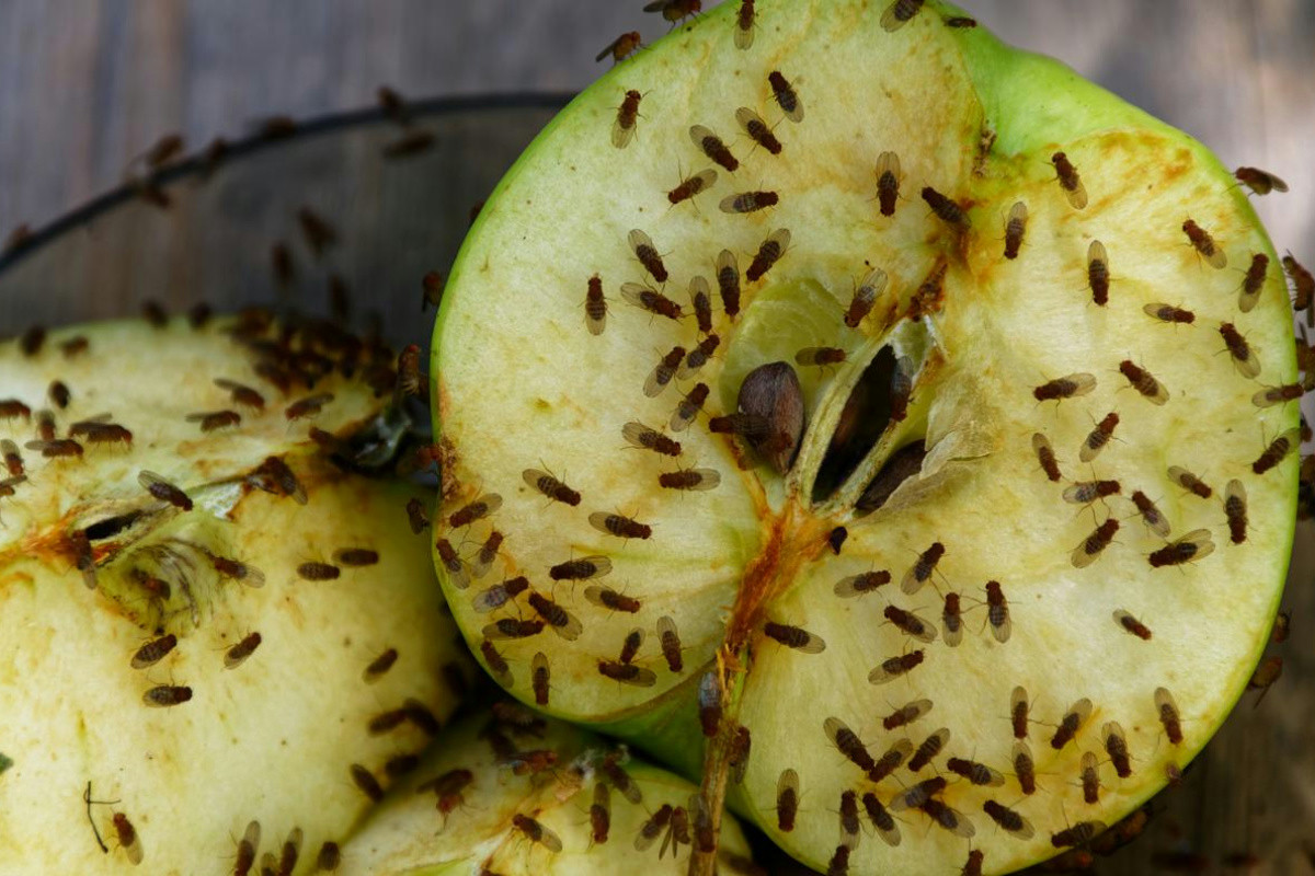 Elimina i moscerini nel cestino della frutta con questo metodo efficace e semplice in pochi passi