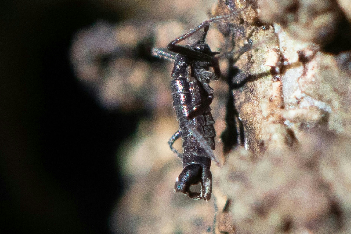 Insetto nativo dell’Antartide contaminato da elevate concentrazioni di microplastiche