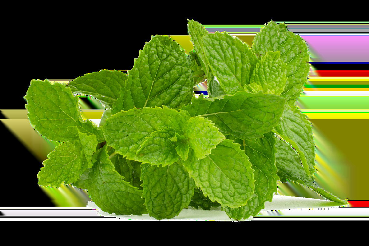 Menta in giardino? Questa accoppiata è da evitare: rischi e conseguenze per le tue piante