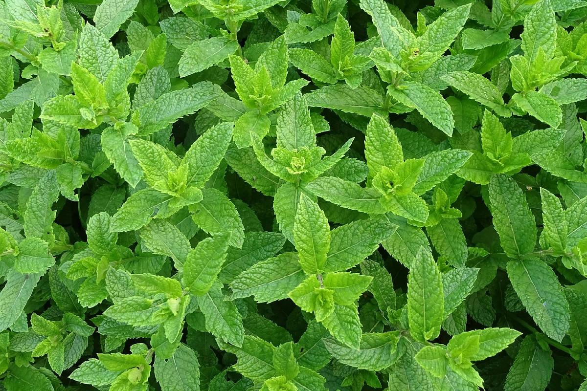 Menta in giardino? Questa accoppiata è da evitare: rischi e conseguenze per le tue piante