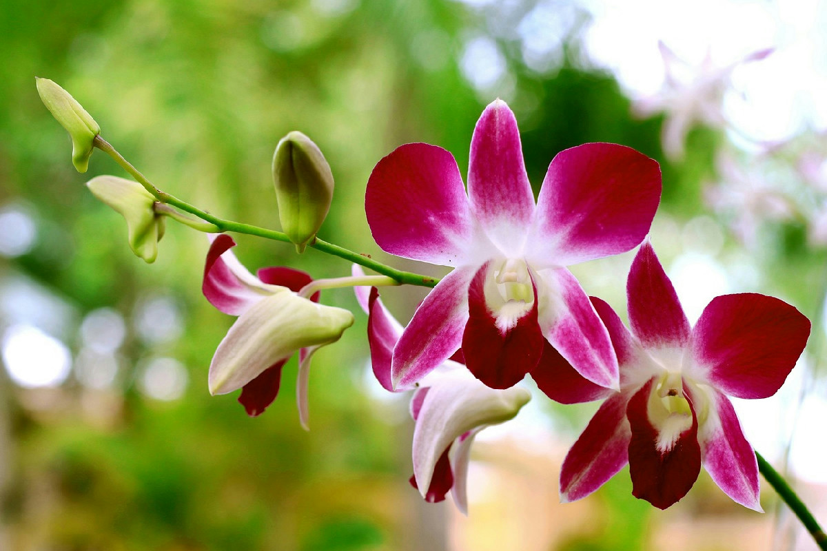 Orchidee in casa: l’errore nella cura che fa appassire i fiori in tempi rapidissimi