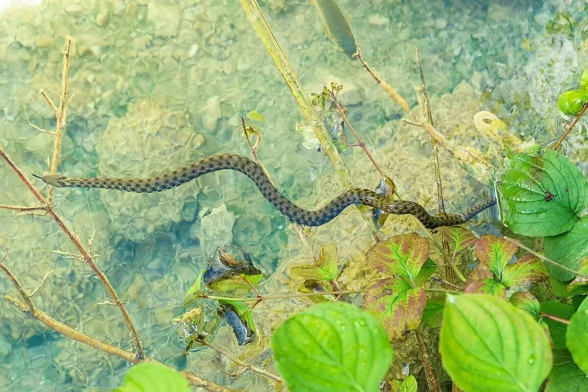 Perché le bisce scelgono il tuo giardino e quali metodi adottare per tenerle lontane efficacemente