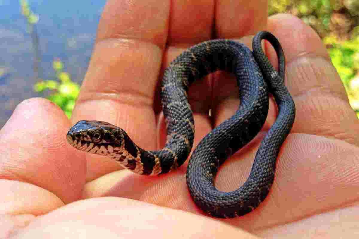 Perché le bisce scelgono il tuo giardino e quali metodi adottare per tenerle lontane efficacemente