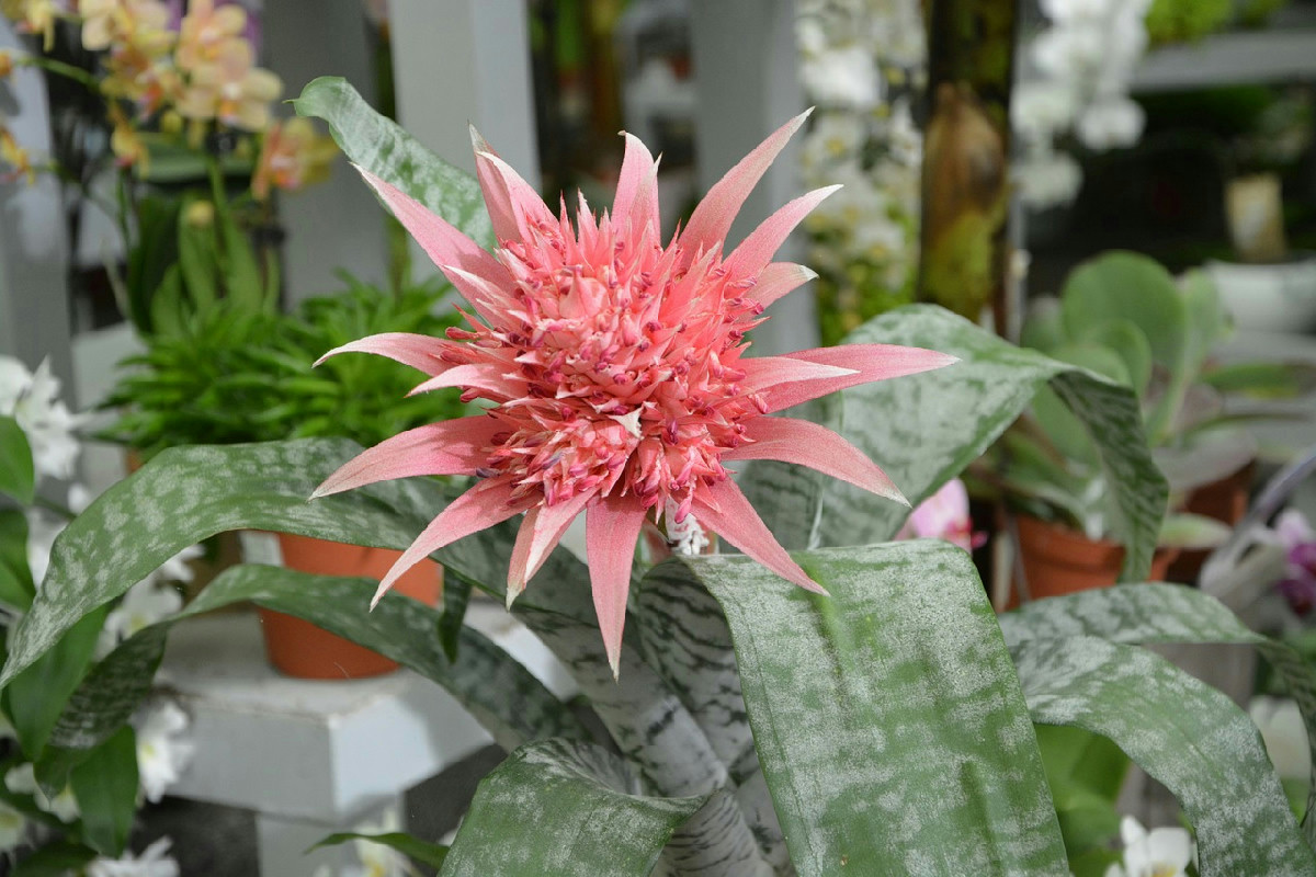 Perché la posizione di una pianta grassa può influenzare l'energia e la prosperità in casa?