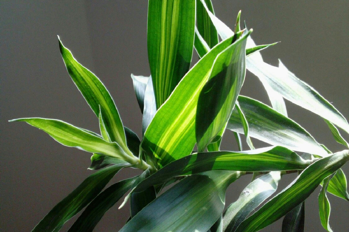 La pianta da interno che cresce nel buio e purifica l’aria più del pothos nella tua casa