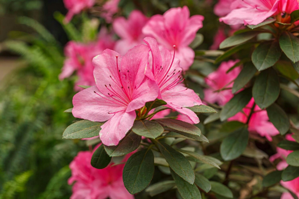 Piante da non potare a febbraio: come proteggere le tue piante per preservarne salute e fioritura