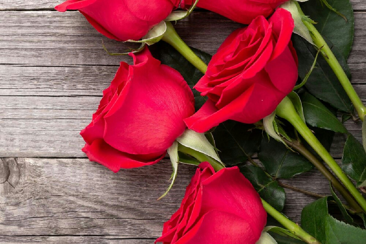 Potare le rose al momento giusto per una fioritura rigogliosa: 3 consigli essenziali da seguire