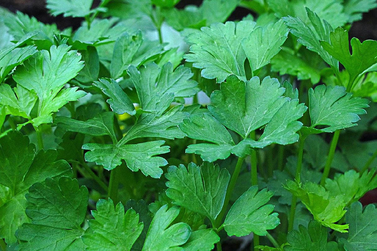 Prezzemolo rigoglioso: consigli per nutrire la pianta e stimolare una crescita veloce e sana