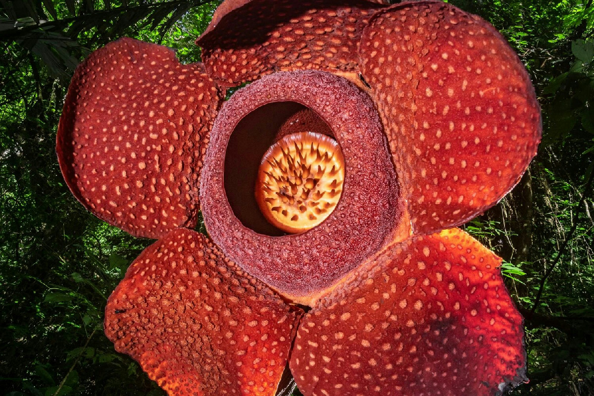 Questo raro fiore nasconde un segreto sorprendente che molti ignorano totalmente