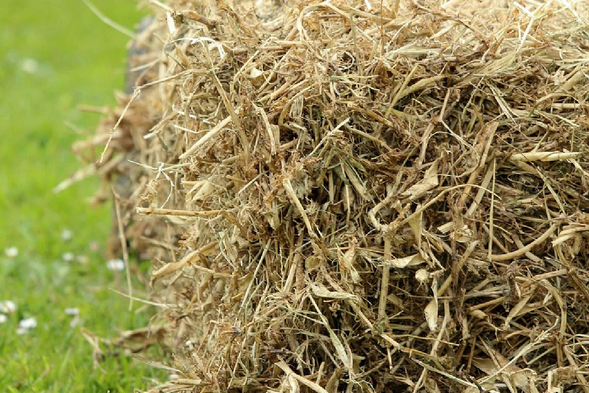 Realizzare un’aiuola equilibrata e rigogliosa per tutte le stagioni dell’anno: guida completa