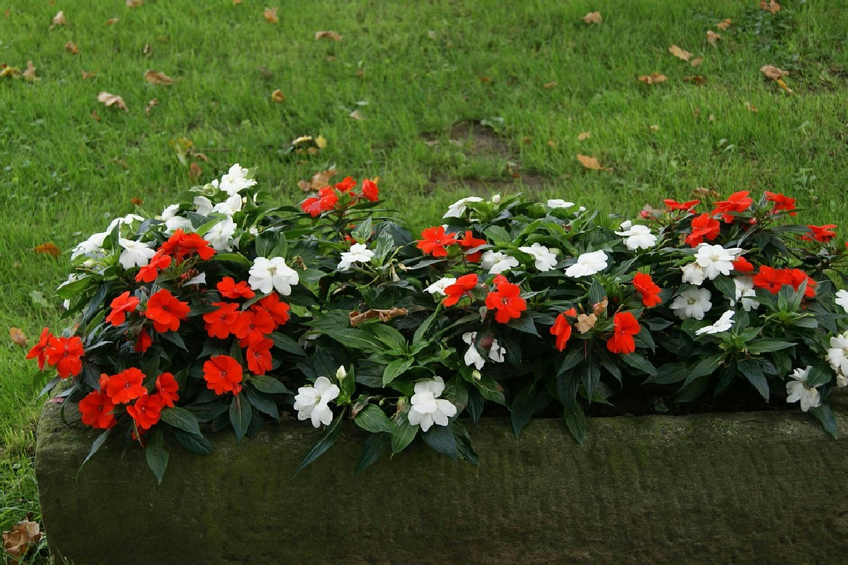 Realizzare un’aiuola equilibrata e rigogliosa per tutte le stagioni dell’anno: guida completa