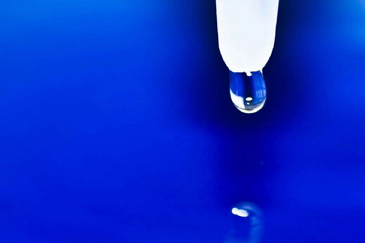 Sansevieria, la pianta “immortale” che prospera con una sola annaffiatura mensile