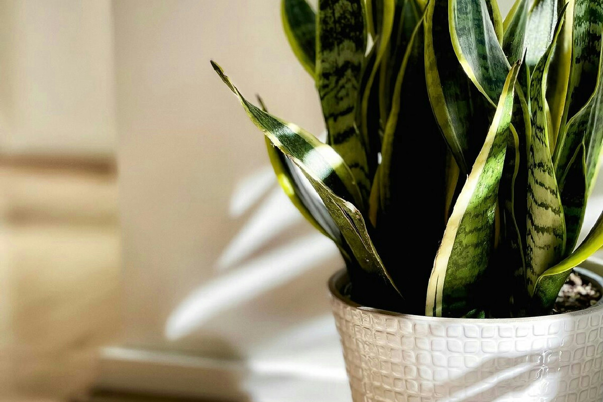 Sansevieria, la pianta “immortale” che prospera con una sola annaffiatura mensile