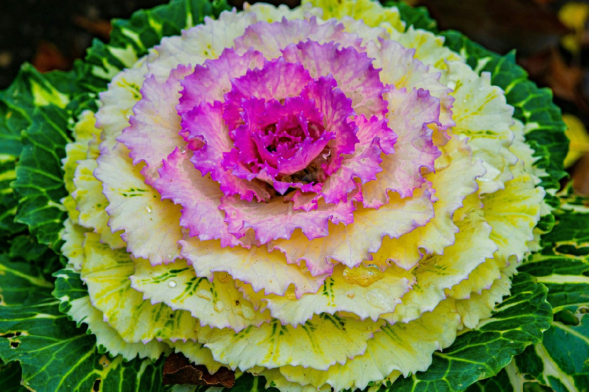 Un tocco di colore sul balcone che trasforma l’atmosfera e illumina le giornate di chi lo vive