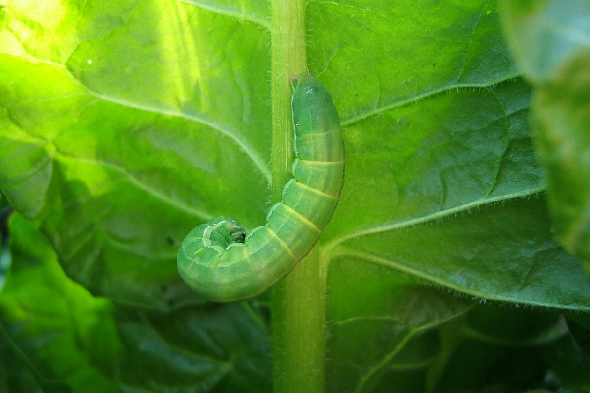 Verdure nascondono germi e parassiti? Il metodo sicuro per pulirle bene prima di consumarle